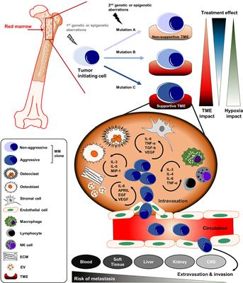 Molecular Impact of the Tumor Microenvironment on Multiple Myeloma Dissemination and Extramedullary Disease